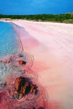Rózsaszín tengerpart